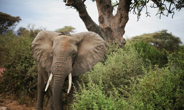 2-Day Lake Manyara National Park Safari – Short Wildlife Adventure from Arusha