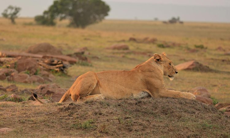 2-Day Serengeti Flying Safari – Quick Wildlife Adventure from Arusha