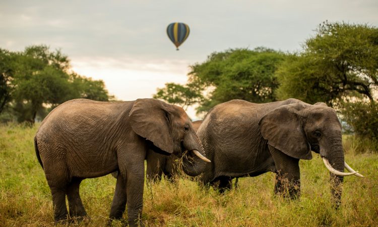 2-Day Tarangire & Lake Manyara Safari – Short Tanzania Wildlife Tour from Arusha