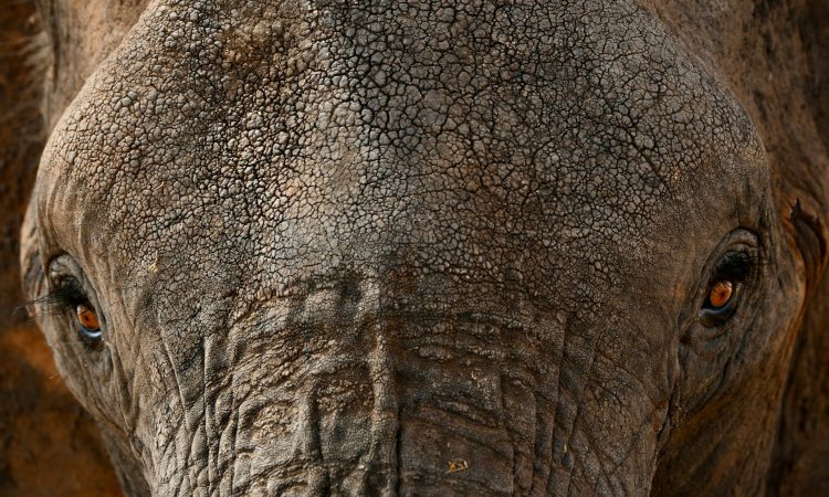 2-Day Tarangire National Park Safari – Short Tanzania Wildlife Adventure