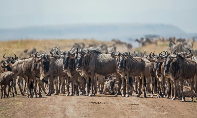 3-Day Serengeti Migration Safari & Ngorongoro Crater Tour